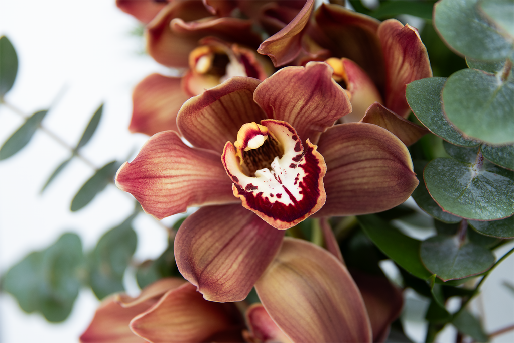 Pure Orchid Bouquet