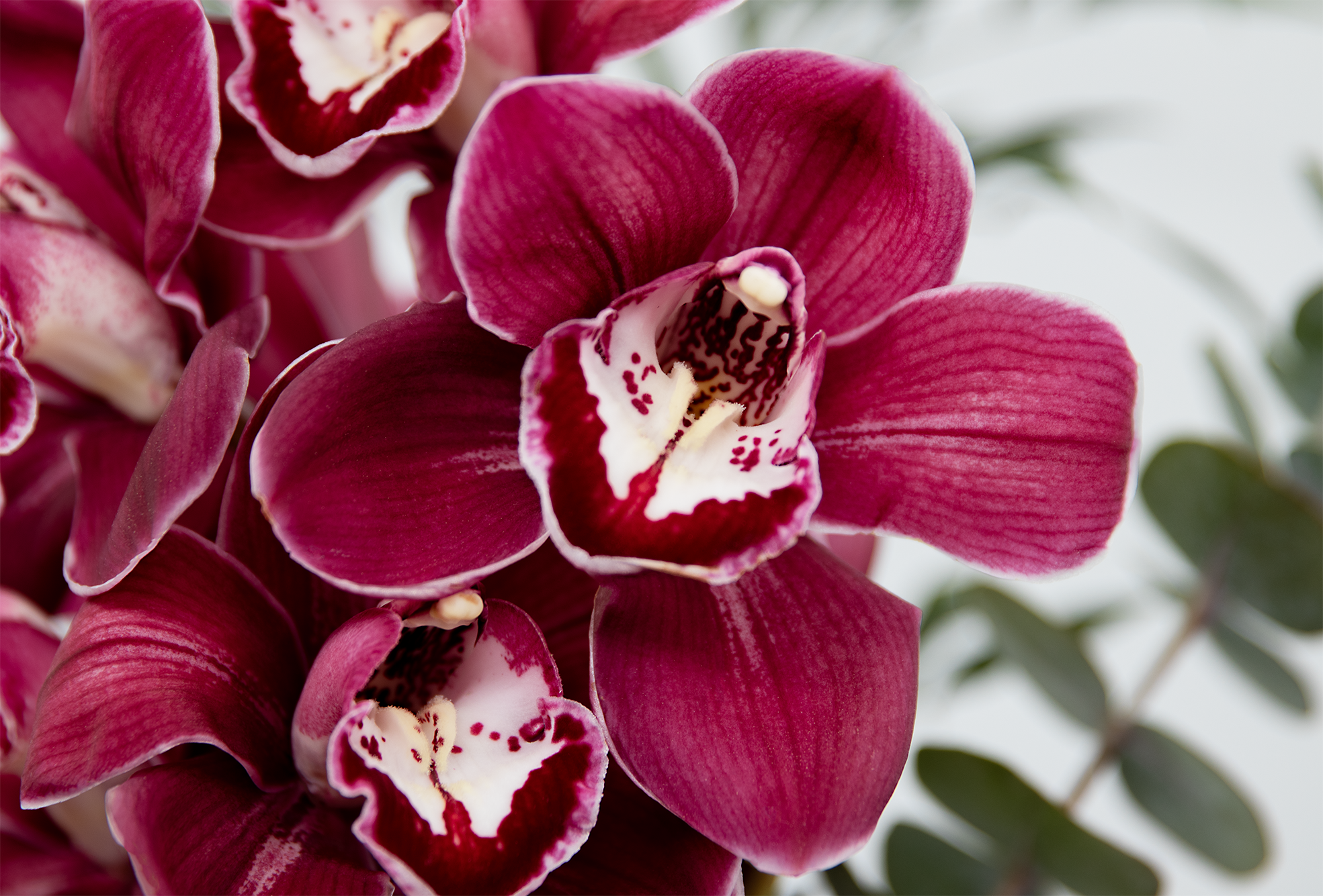 Orchid Duo Bouquet