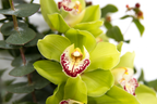Pure Orchid Bouquet