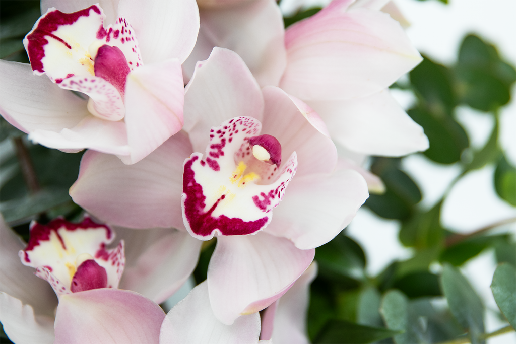 Pure Orchid Bouquet