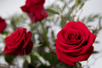 Le Grand Amour